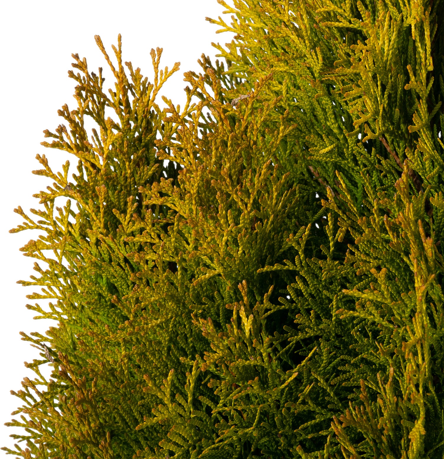 Levensboom (Thuja occidentalis 'Golden Smaragd') D 23 H 70 cm
