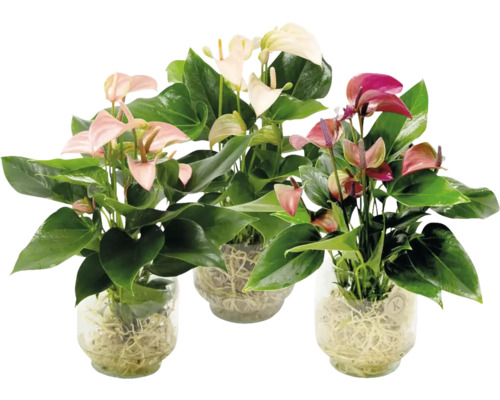 Flamingo bloem/Anthurium glazen vaas Sophia FloraSelf Anthurium vrije wortels Ø 20 cm
