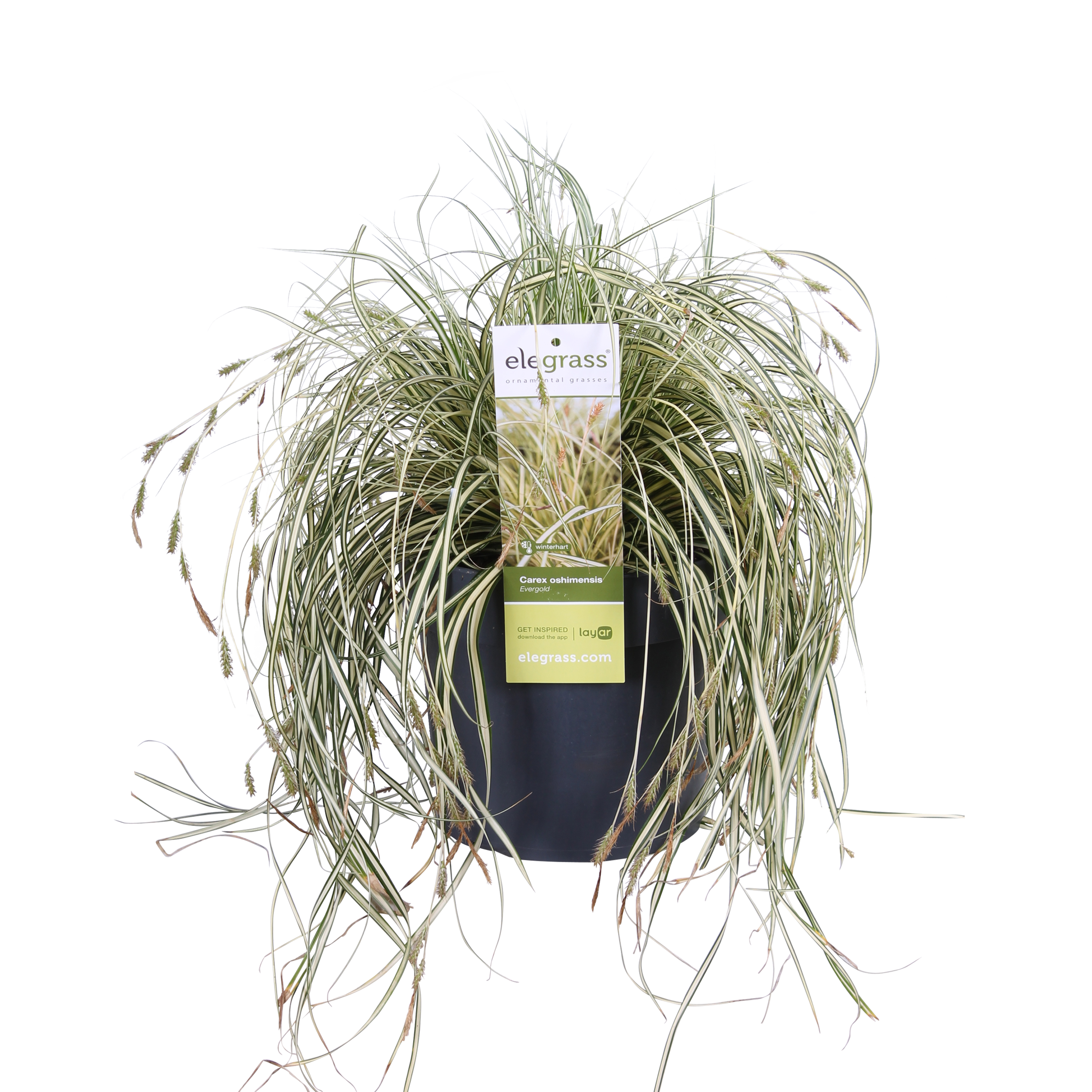 Carex hachijoensis 'evergold'