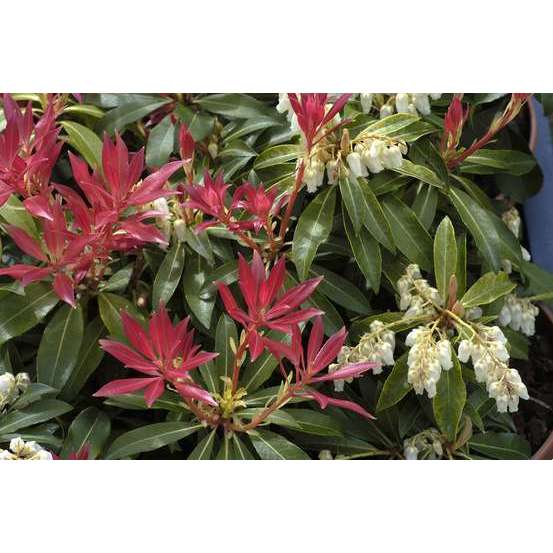 Pieris Forest Flame : Hauteur 60/80 cm conteneur de 20 litres