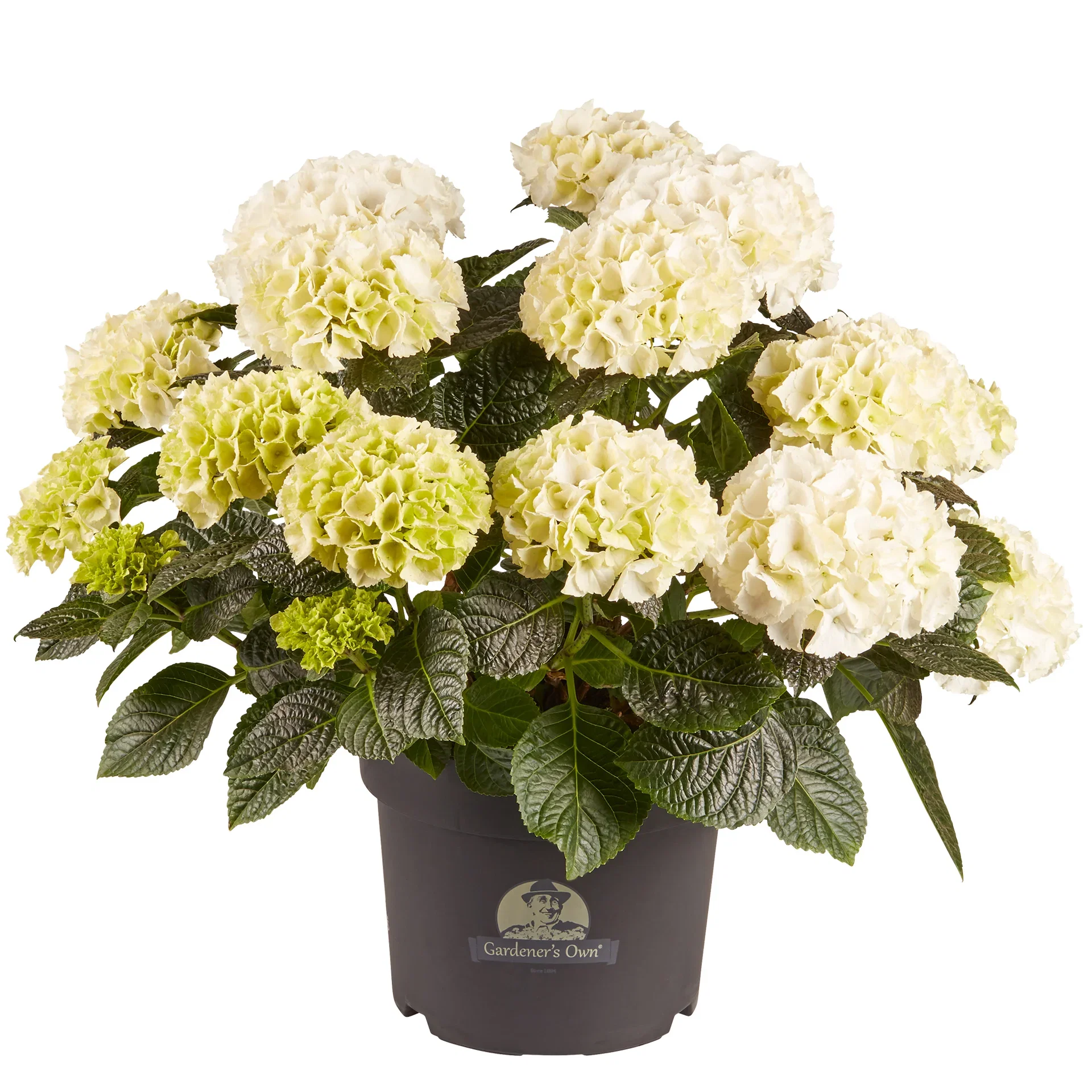 Hydrangea macrophylla Hortensia Ø21 cm