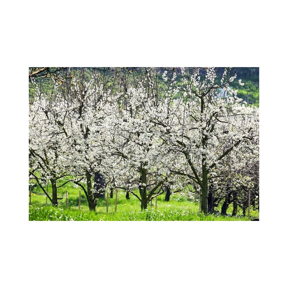Terreau universel et potager pleine terre ou bac 40 litres (lot de 3)