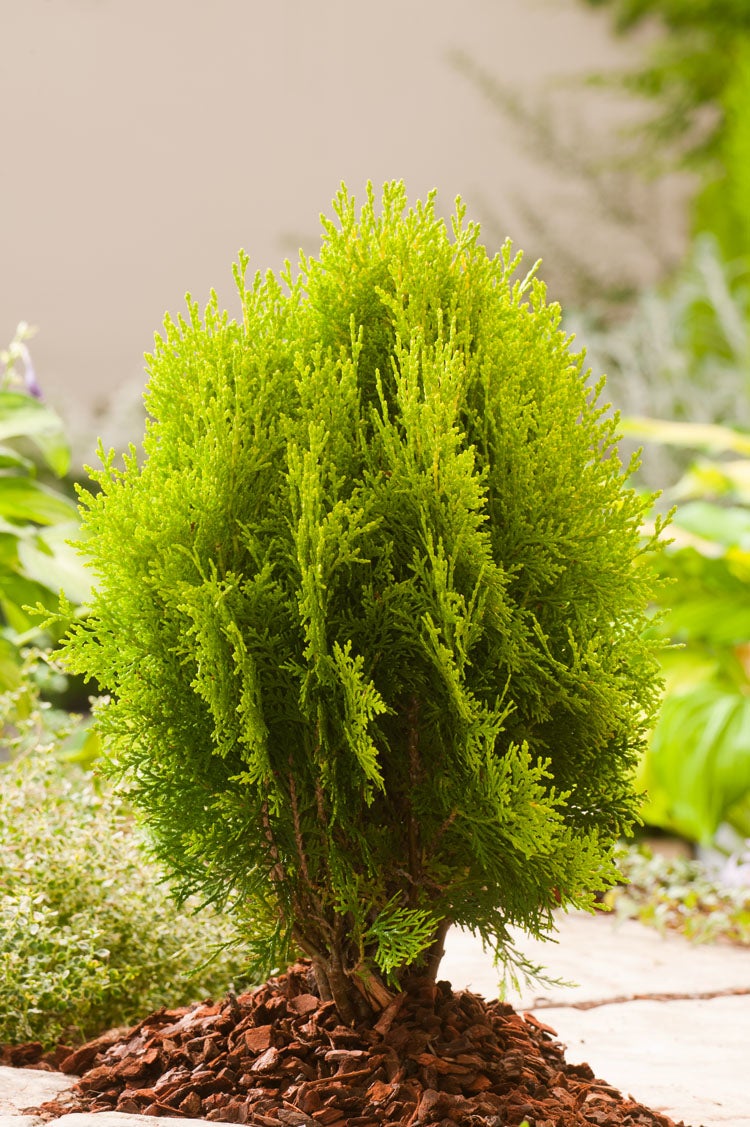 Oosterse Levensboom (Platycladus orientalis 'Aurea Nana') D 17 H 50 cm