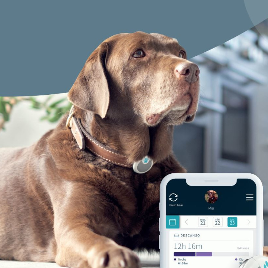 Monitor de comportamento Sure Petcare Animo para cães