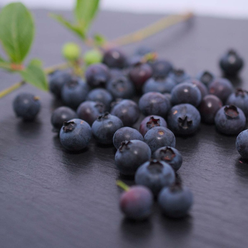 Myrtille corymbosum brigitta/vaccinium corymbosum brigitta[-]pot de 5l - 40/60 cm