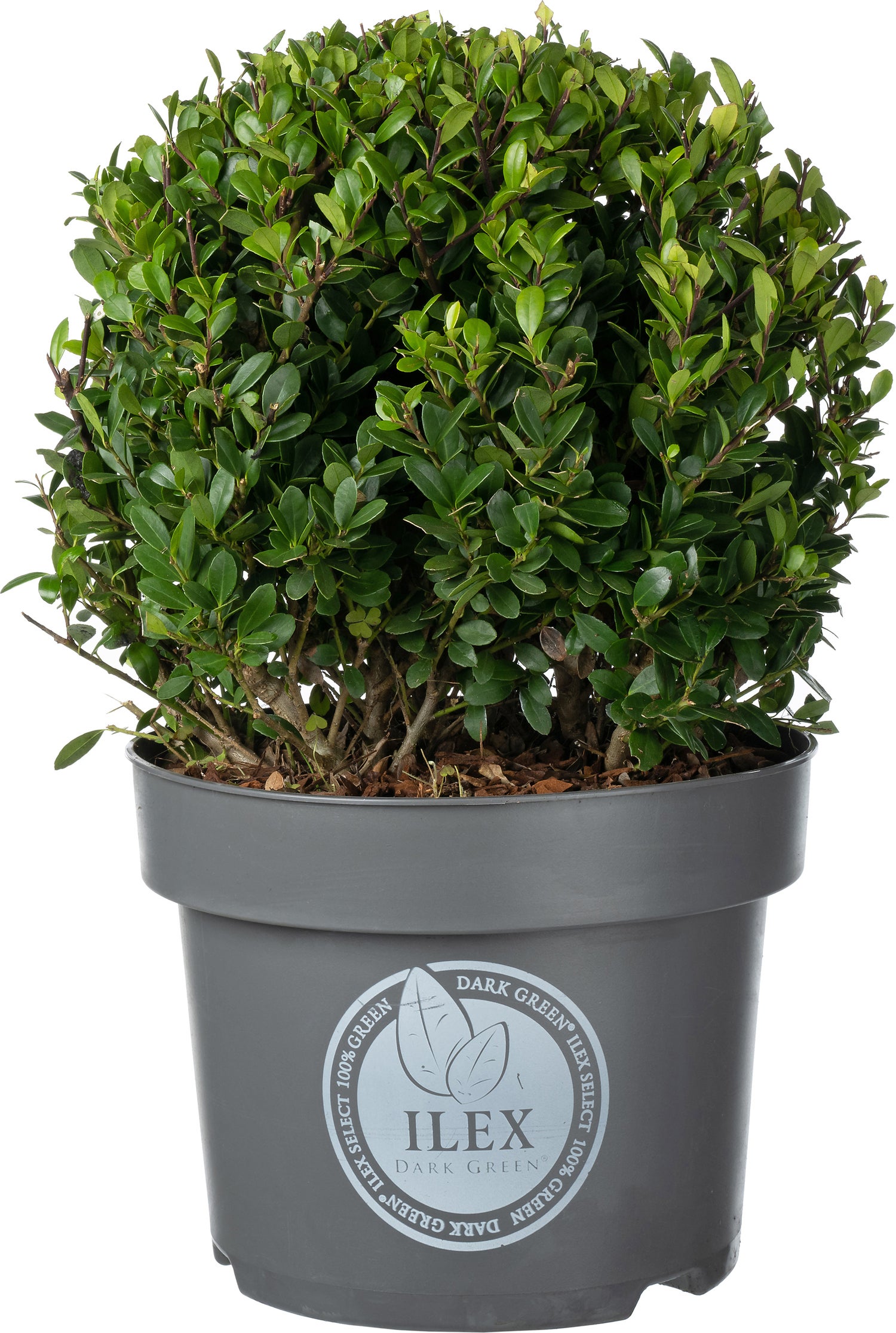 Japanse Hulst in bolvorm (Ilex crenata 'Dark Green') D 23 H 25 cm
