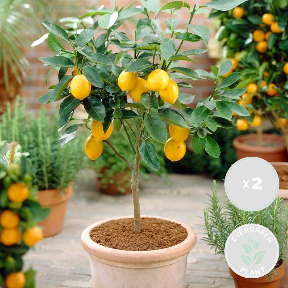 2x citrus limon - citronnier - arbre fruitier - persistant - ⌀19 cm - ↕60-70 cm