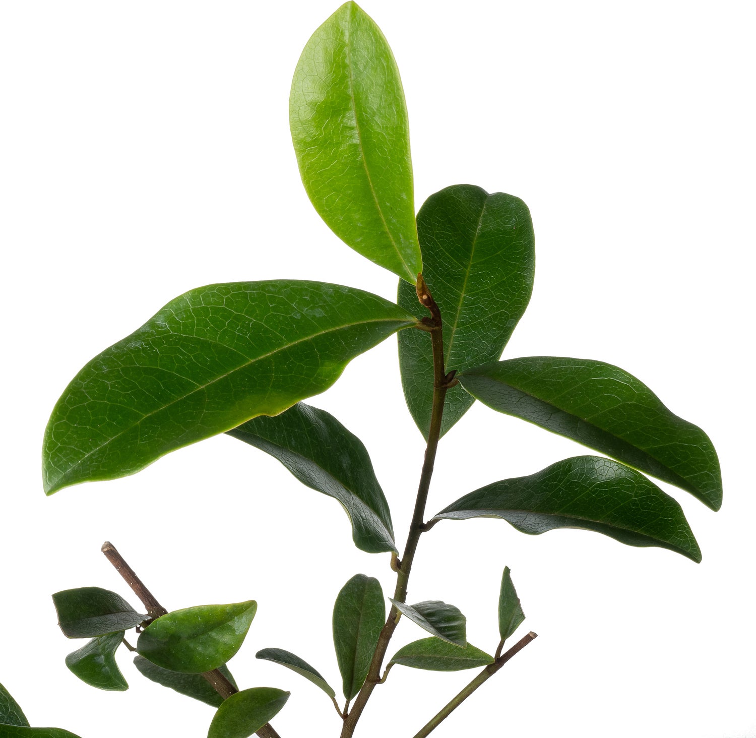 Bananenstruik (Michelia 'Fairy Magnolia Blush'®) D 13 H 20 cm