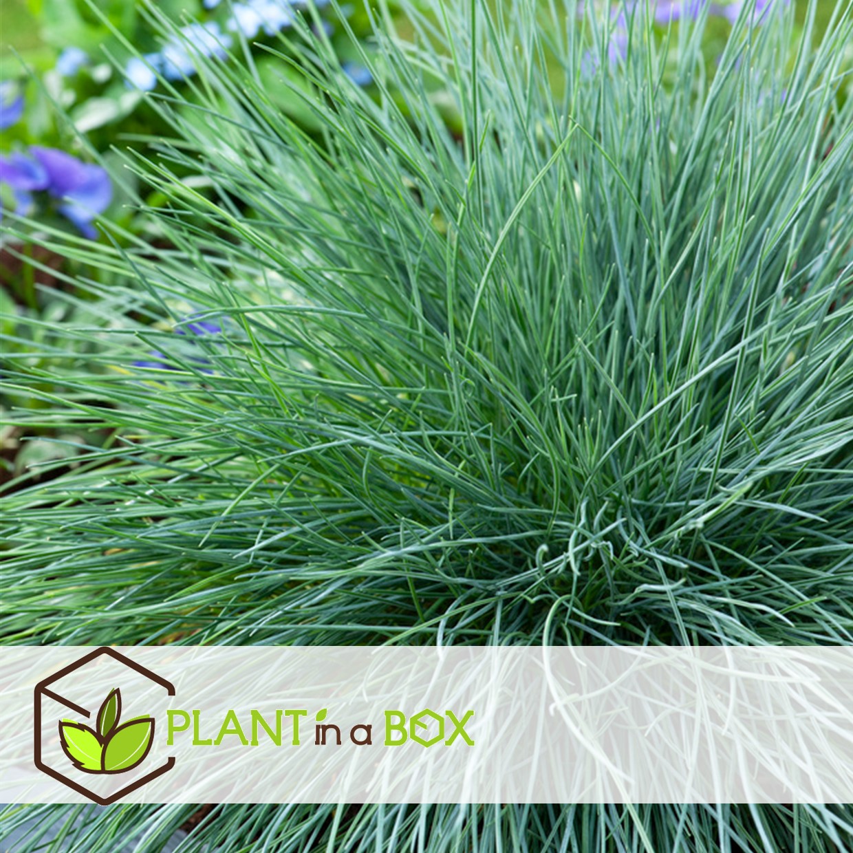 Festuca glauca 'elijah blue' - set de 9 festuca - pot 9cm - hauteur 10-15cm