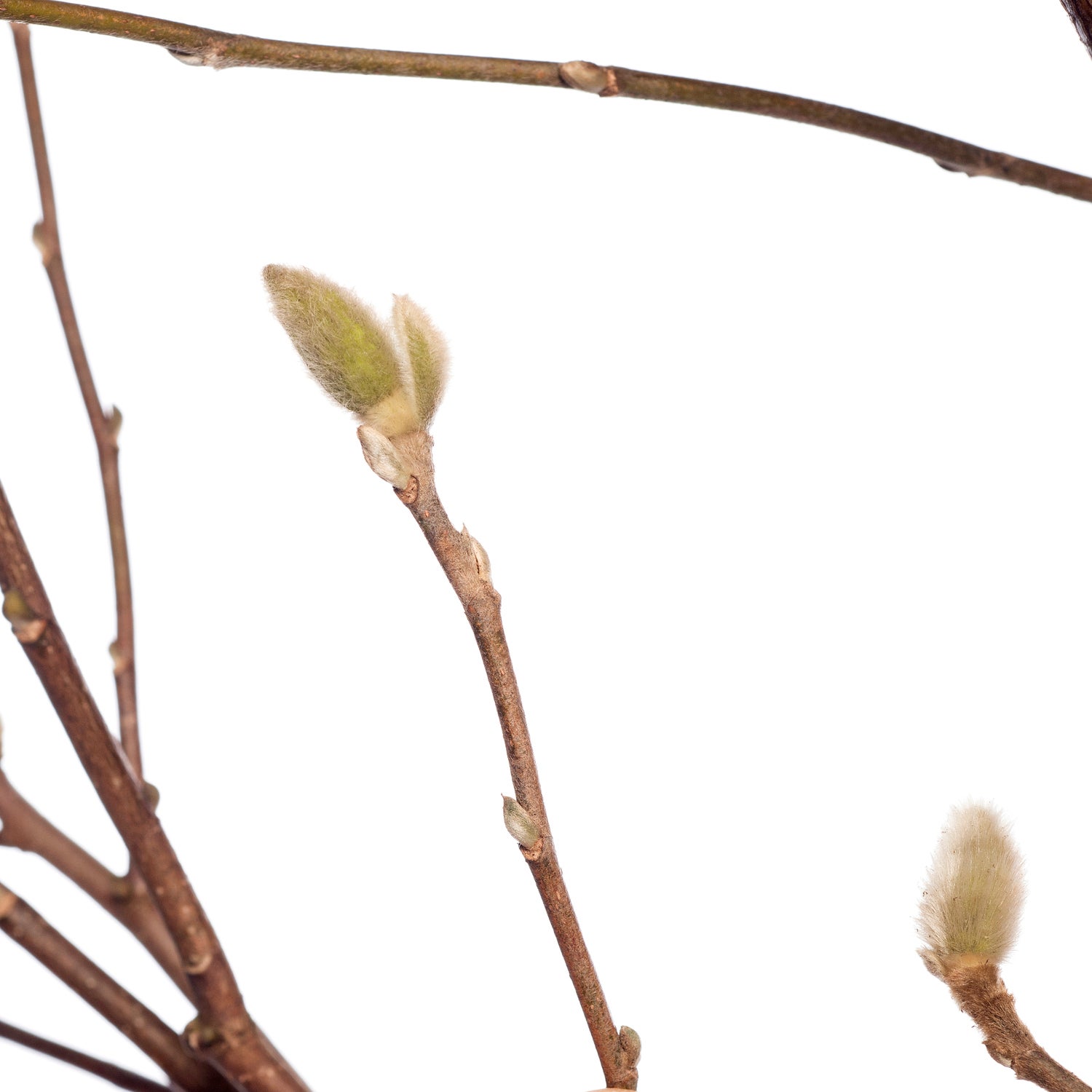 Stermagnolia (Magnolia stellata) D 23 H 50 cm