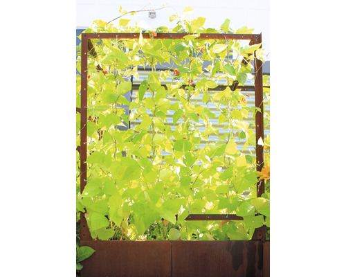 Palatino Solis plantenbak 480 x 50 x 183 cm bruin