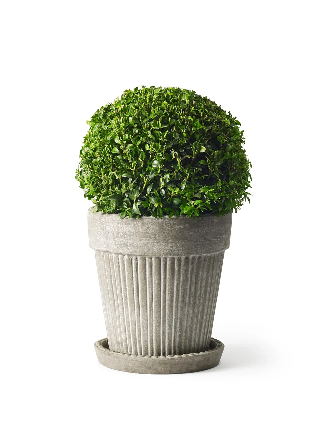 Buxus sempervirens 'Arborescens' Europabuksbom, kule Høyde 30 cm