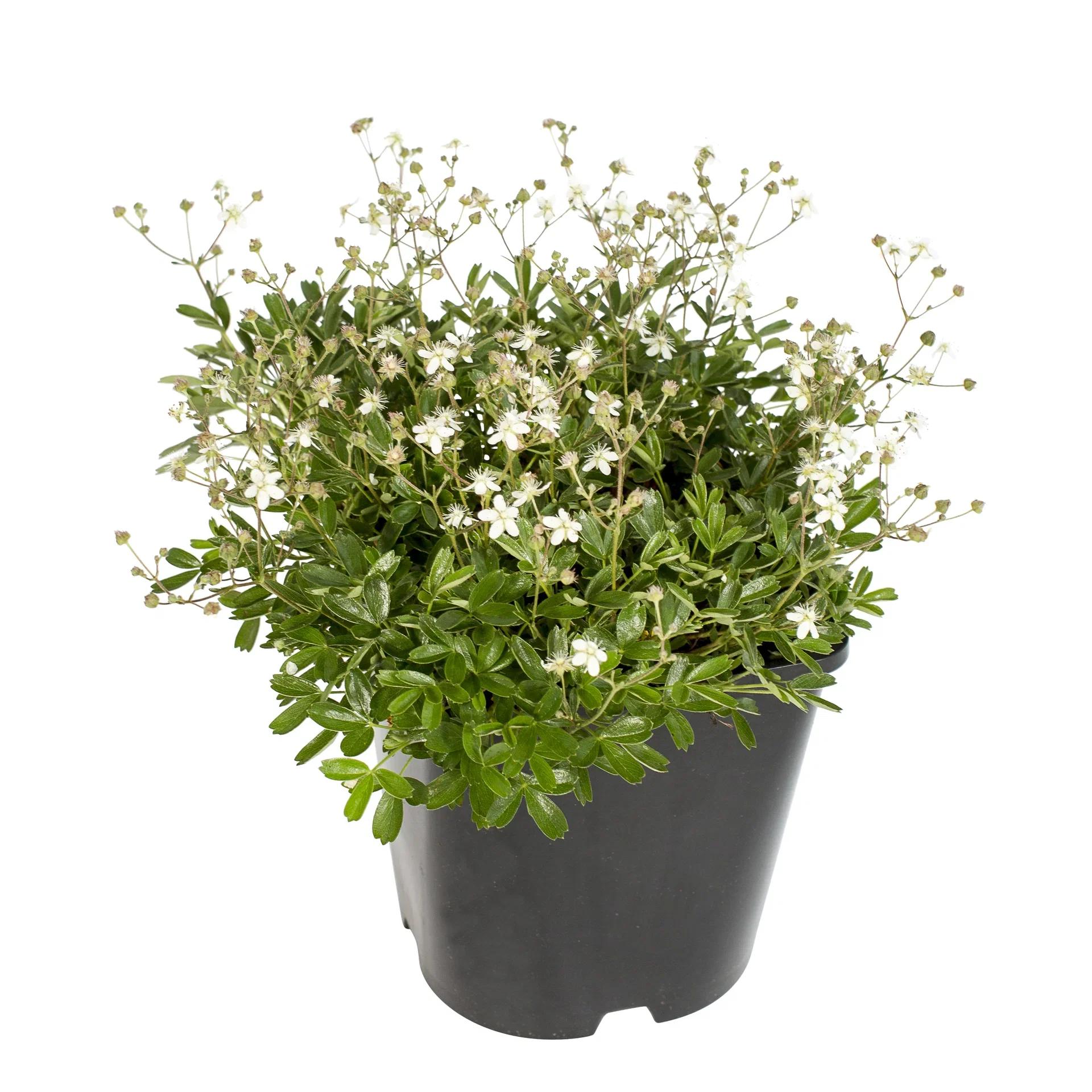 Sibbaldiopsis tridentata 'Nuuk' Grønlandsmure 'Nuuk' Ø22 cm