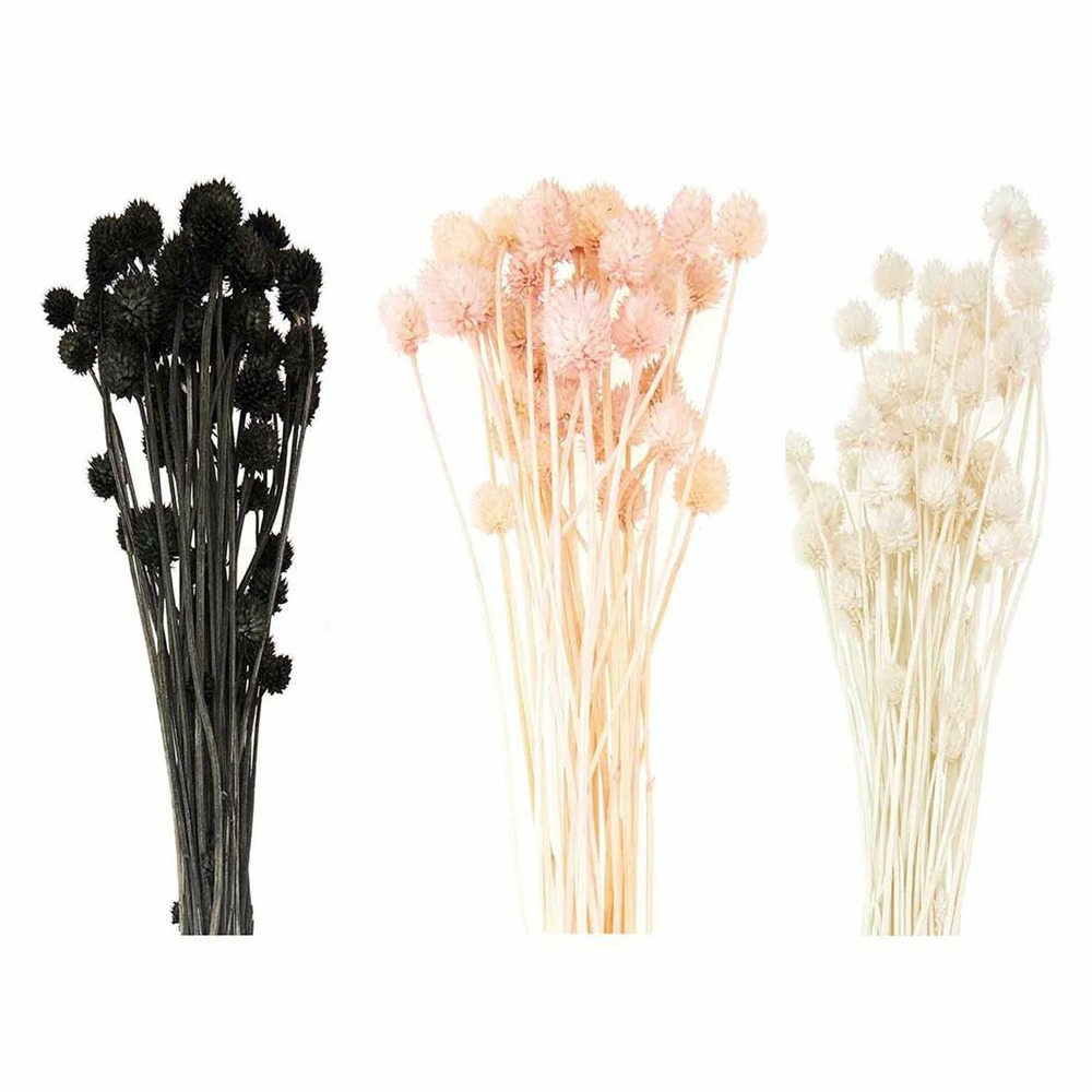 18 tiges de cardères japonais séchés multicolores 70 cm