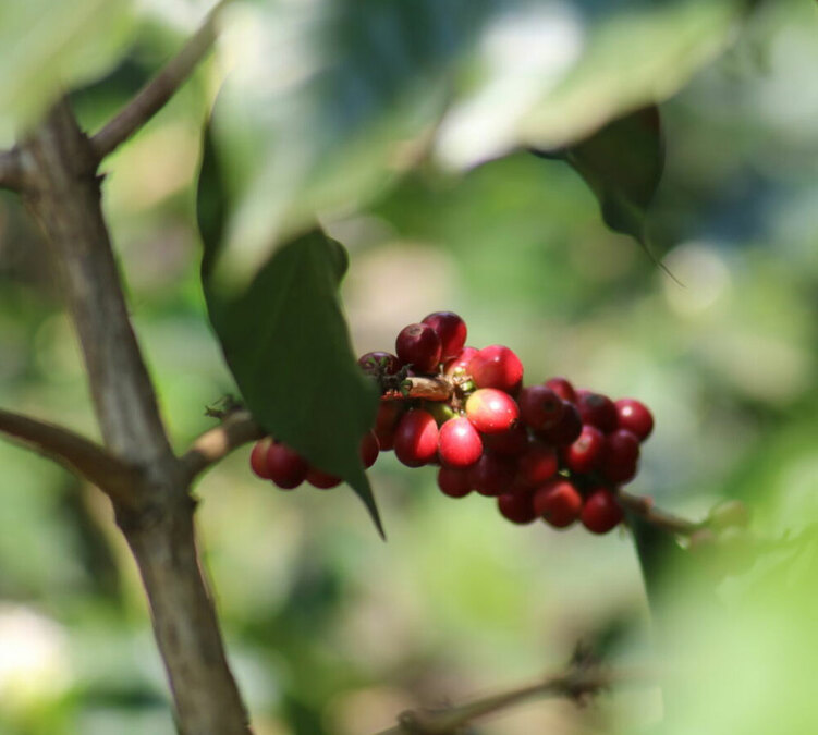 2x500g - Café vert Guatemala région Atitlan lavé