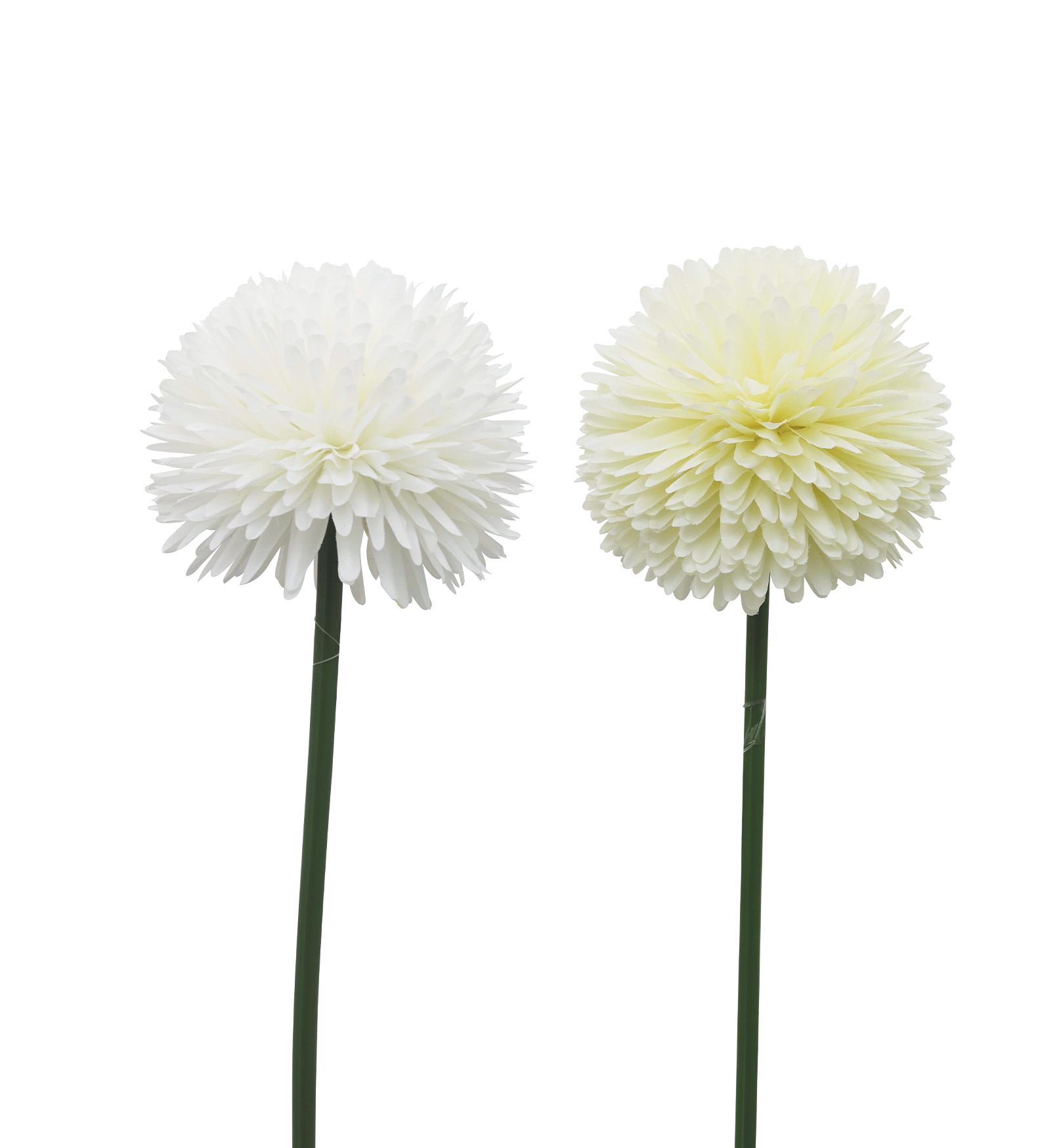 TIGE ALLIUM H.62CM BLANC OU CREME