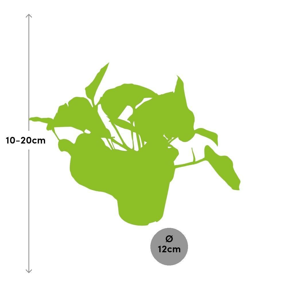 Plante d'intérieur - scindapsus pictus trebie 20.0cm