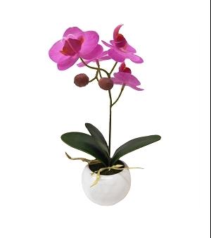 ORCHIDEES TOUCHER NATUREL EN POT CERAMIQUE BLANCHE H21CM