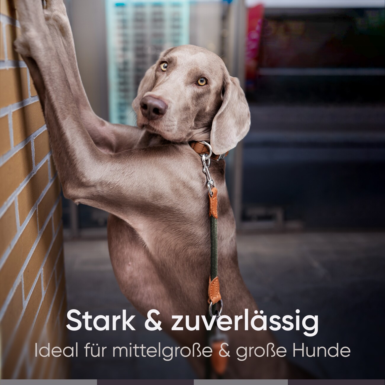 Freudentier Umhängeleine, Hundeleine 3m oliv