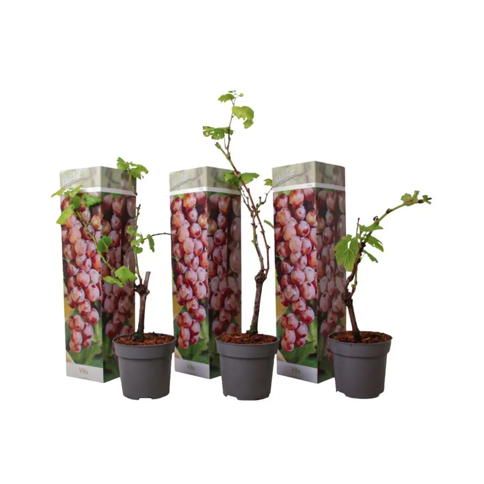Druivenplant - Set van 3 - Vitis vinifera 'pinot gris' - Hoogte 25-40cm - ⌀9cm