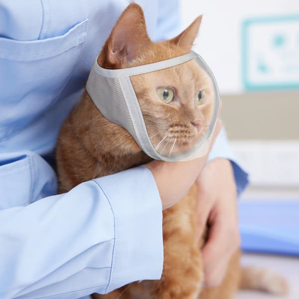 INF Kattenekurv for trimming og behandling Hvit  M