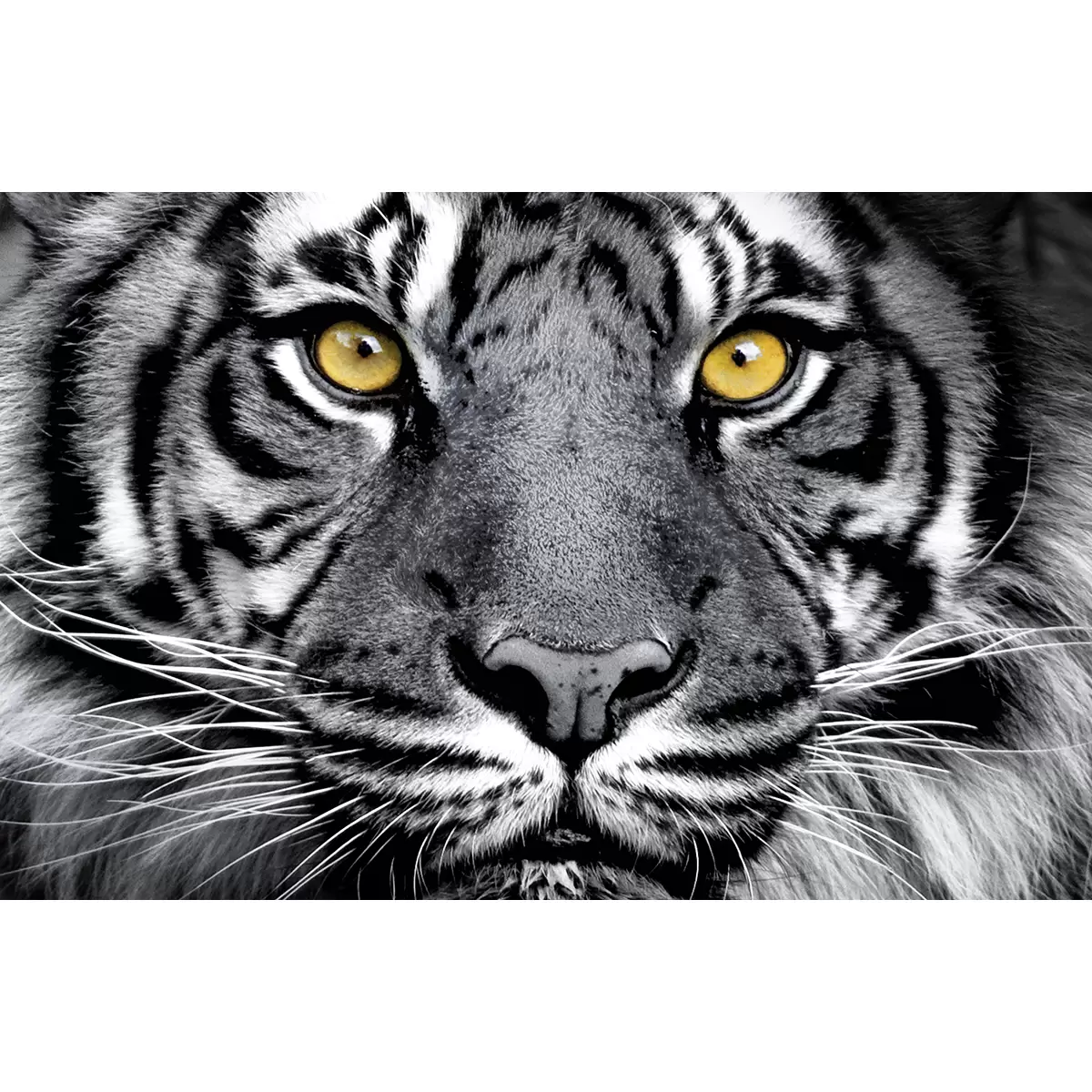 Kunstdruck DCP 90x58 Black Tiger Schwarz