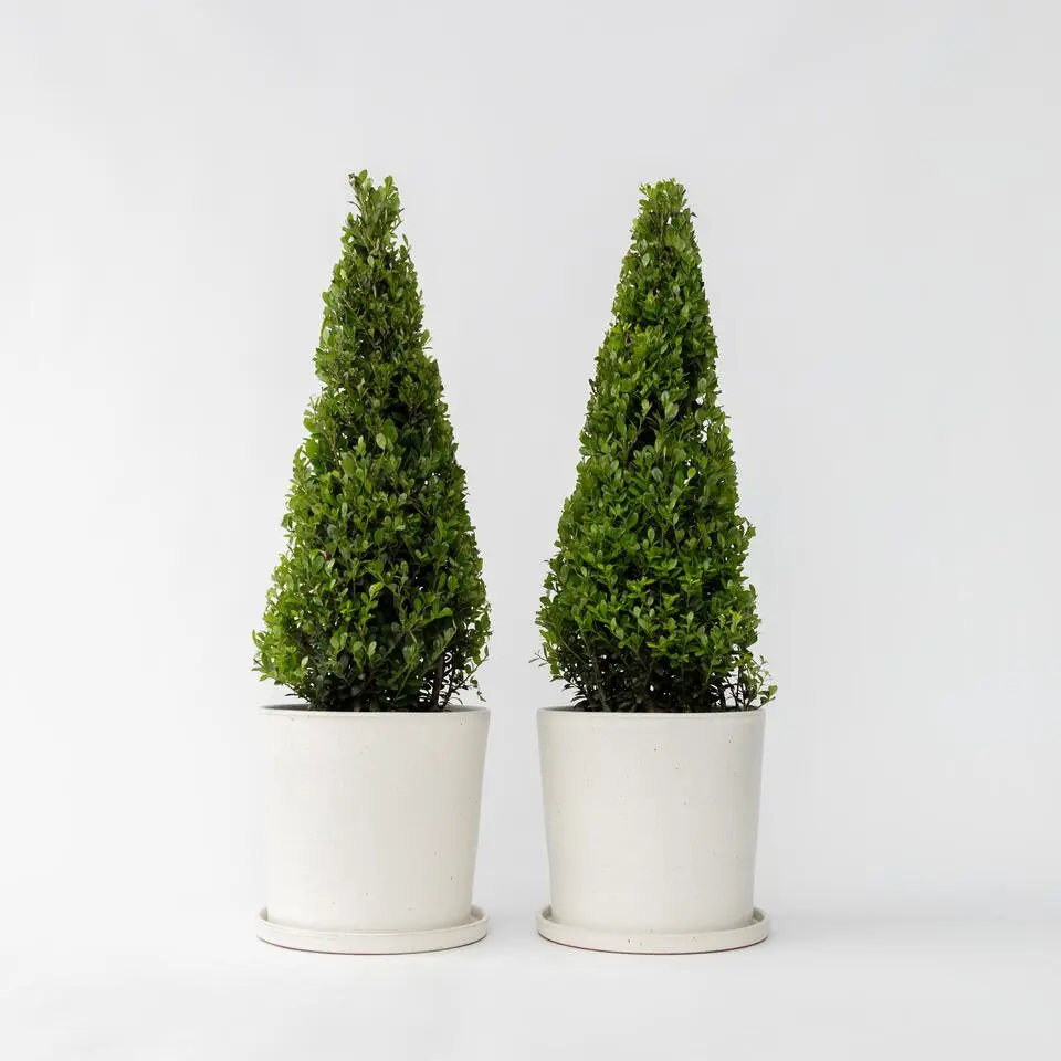 Japanse hulst - Set van 2 - Ilex crenata 'Jenny' - Hoogte 55-65cm - ⌀21cm