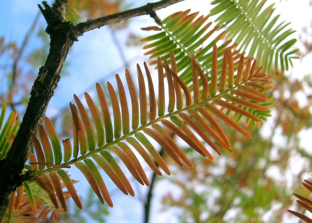 Sapin d'eau - 60 graines - avec substrat - metasequoia glyptostroboides