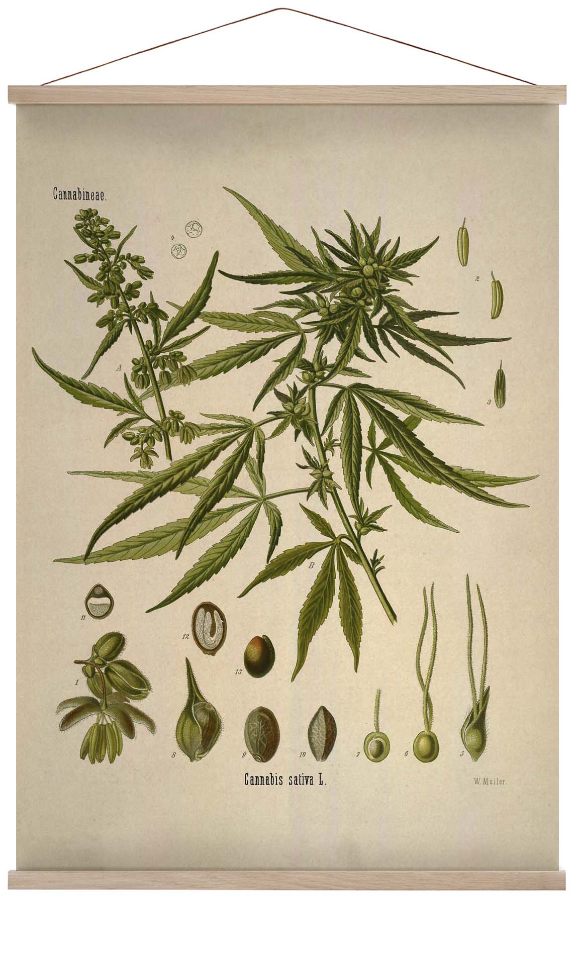 Cannabis Sativa Schule