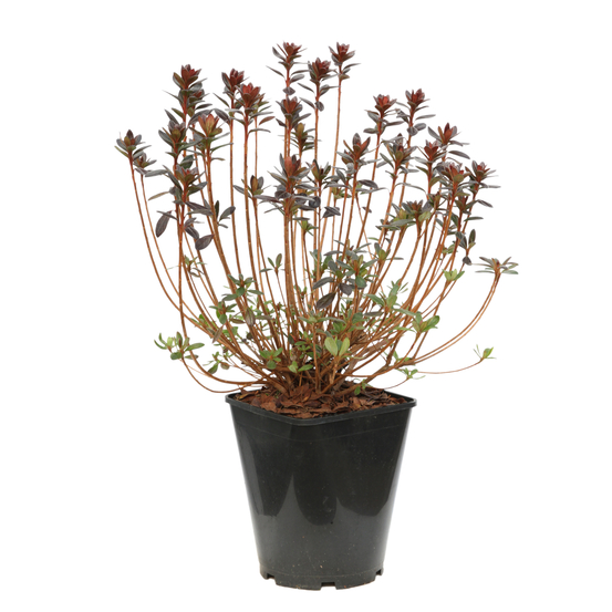 Azalea japonica 'Orange Beauty':5 litres (orange saumoné)