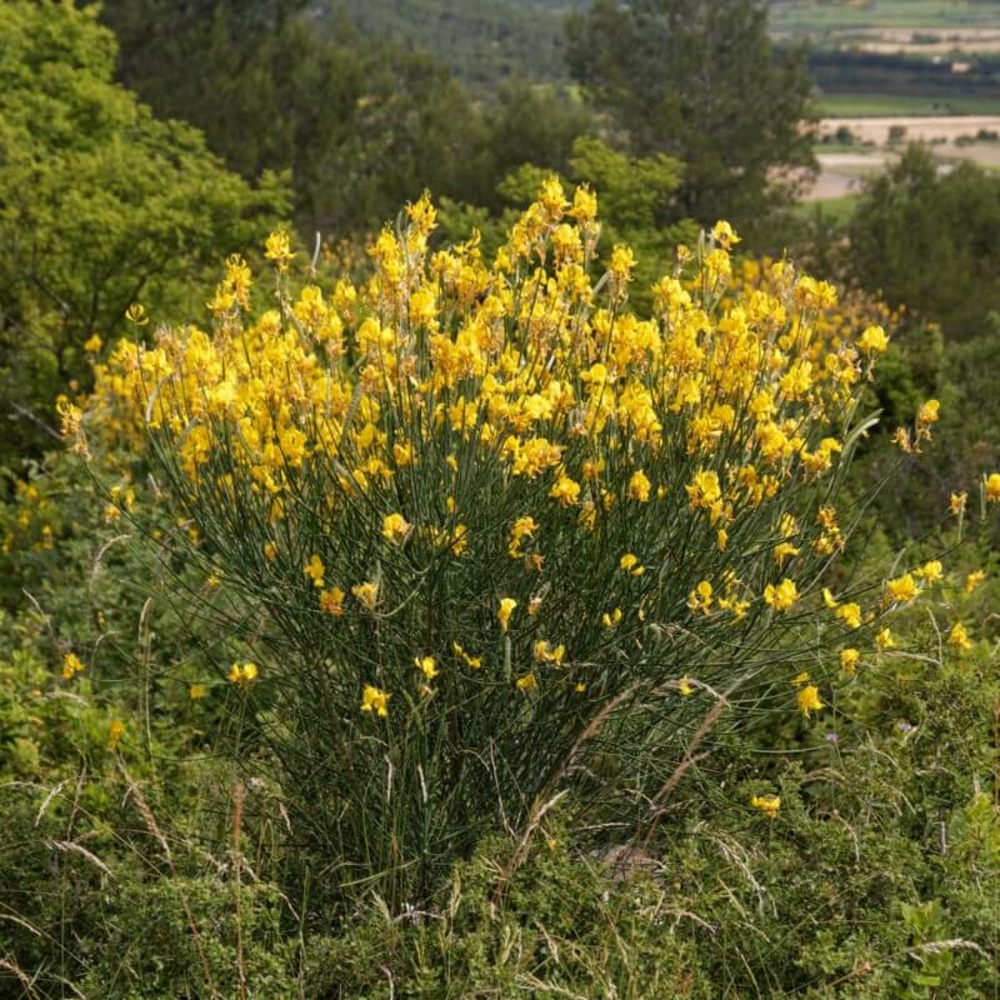 Genêt à balais (cytisus scoparius) - godet - taille 30/50cm