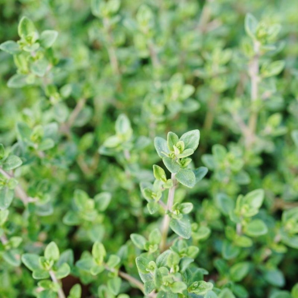 Plant thym commun bio