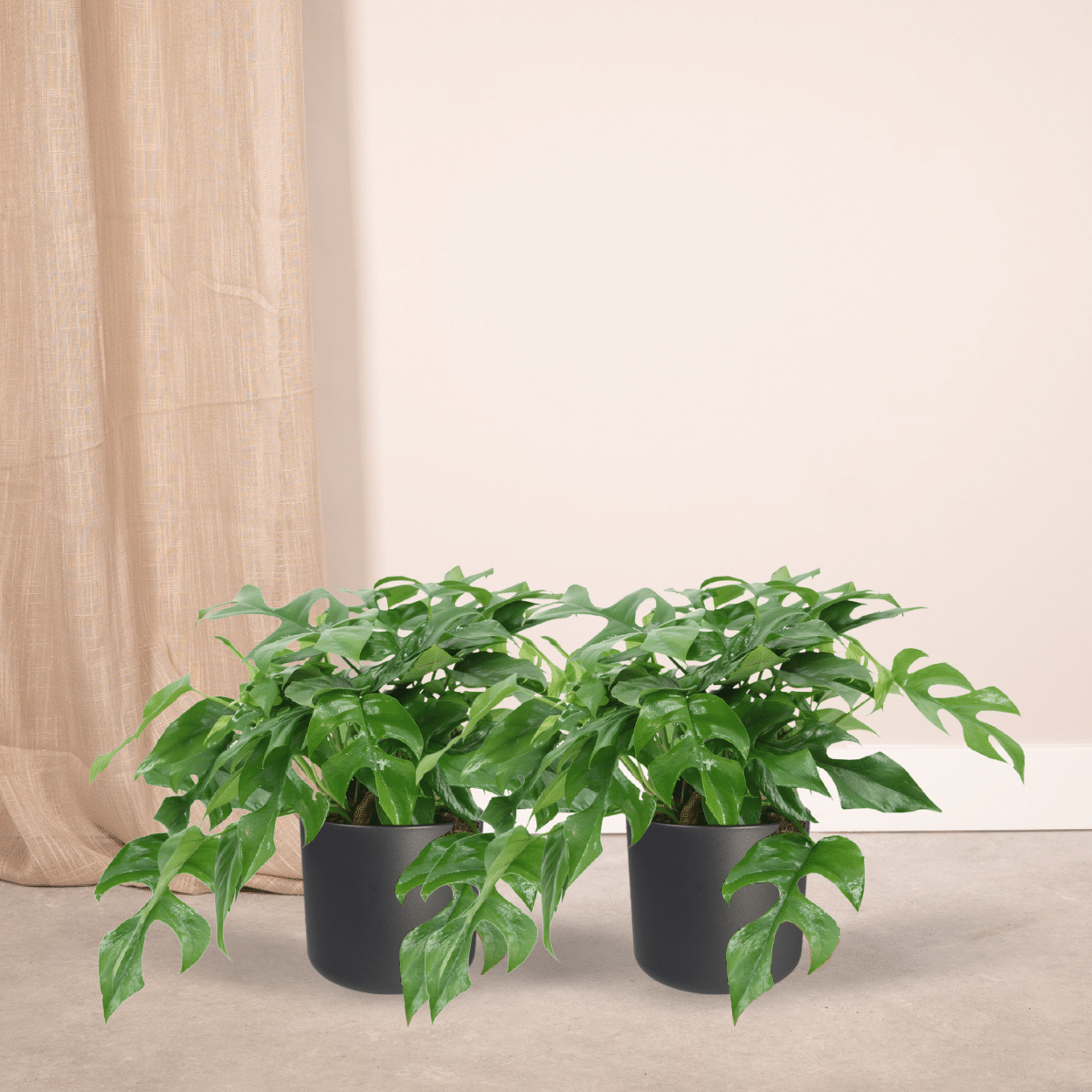 Plante d'intérieur - monstera minima - lot de 2 25cm