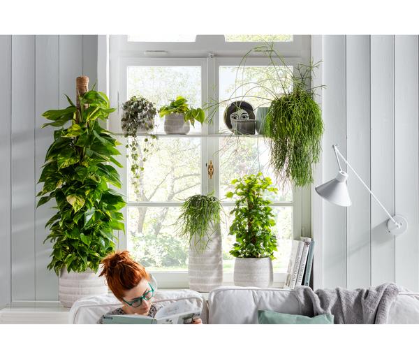 Baumfreund - Philodendron scandens 'Brasil'