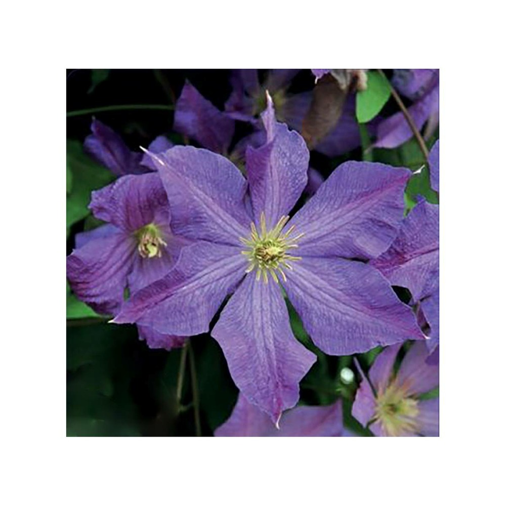 Clématite viticella solina/clematis viticella solina[-]godet - 5/20 cm