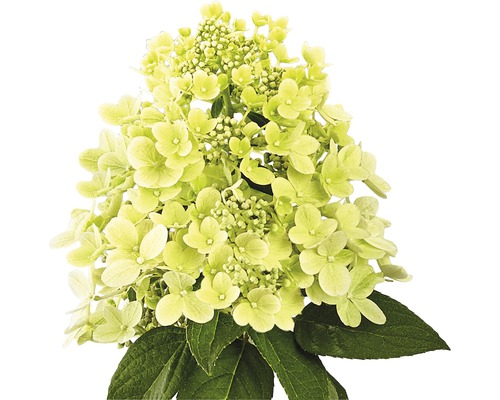 Pluimhortensia 'Panflora' FloraSelf Hydrangea paniculata 'Panflora' H 40-50 cm Co 5 L