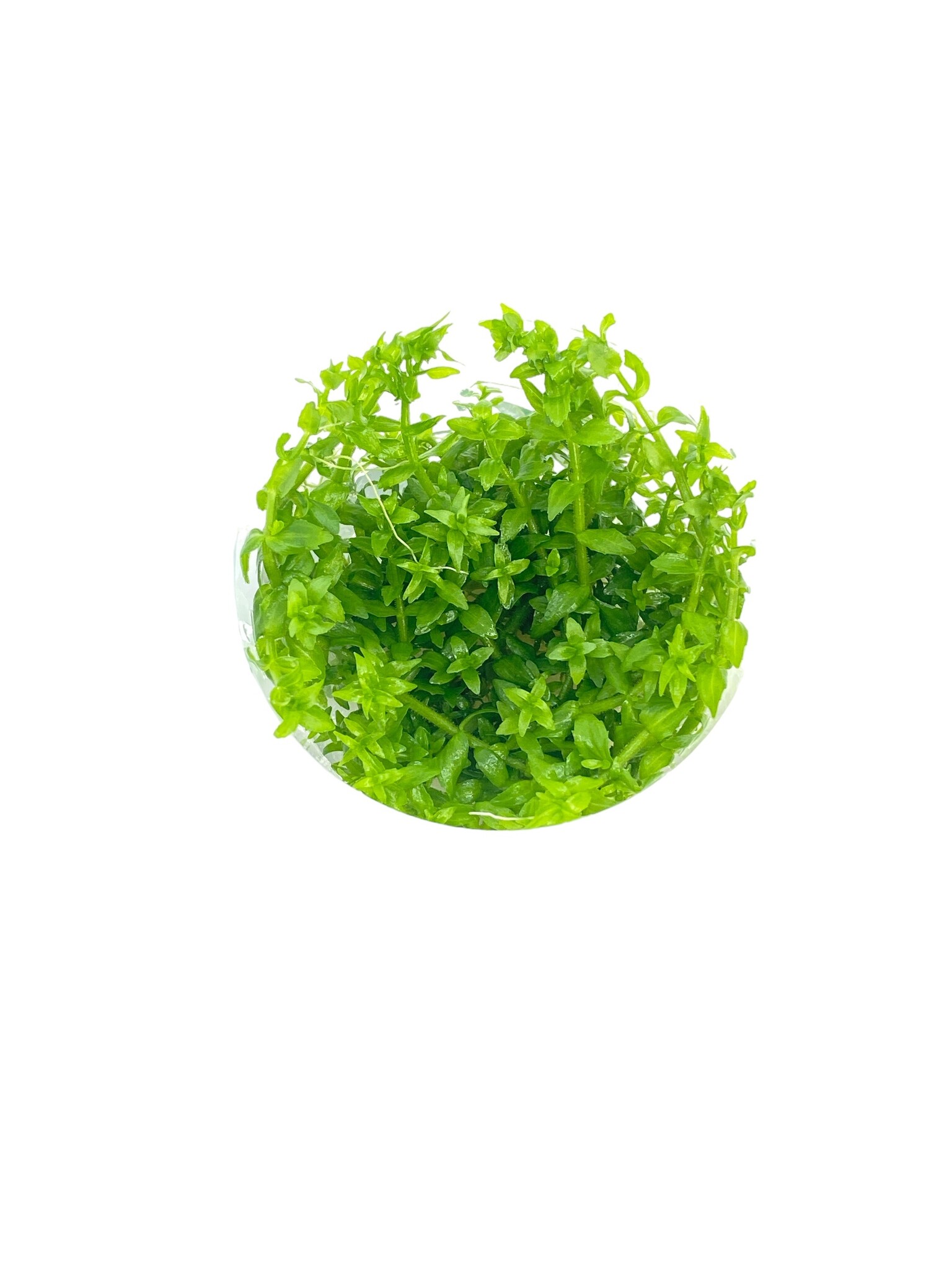Waterplant Gratiola Viscidula in-vitro