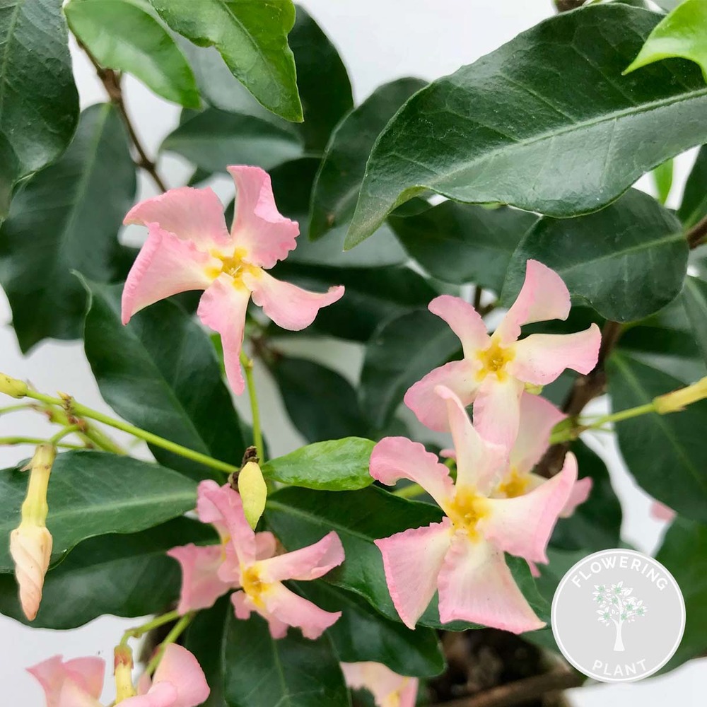 Trachelospermum 'star of ibiza' – jasmin rose de toscane – plante grimpante - ⌀15 cm - ↕60-70 cm