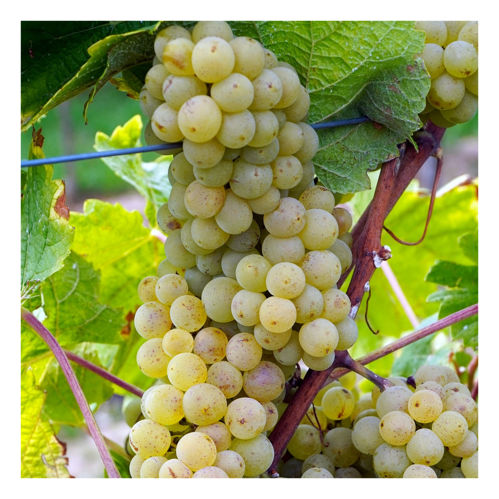 Vigne vinifera apirena bianca/vitis vinifera apirena bianca[-]pot de 3l - 60/120 cm