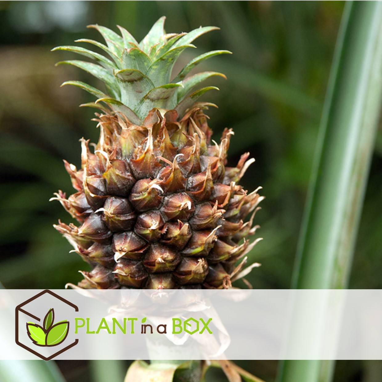 Plante ananas mi amigo - set de 2 - pots 12cm - hauteur 35-45cm