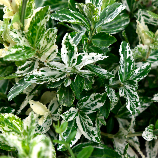 Euonymus fortunei 'Harlequin' : pot 3L