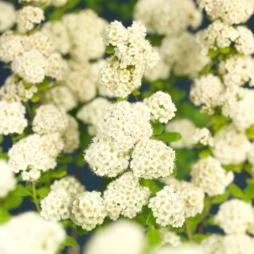 Spiraea betulifolia 'Tor' Bjørkebladspirea 'Tor' Ø22 cm
