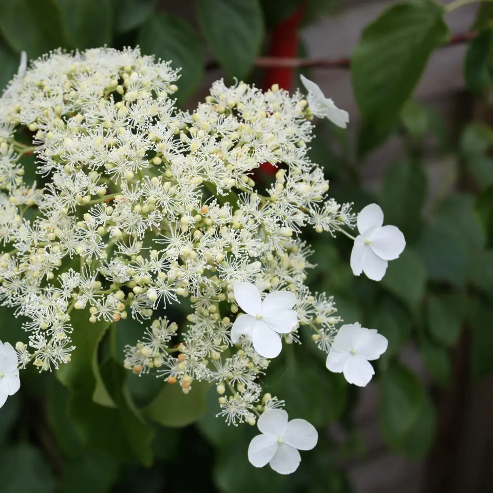Hortensia - Set van 2 - Hydrangea anomale Petiolaris - Hoogte 60-70cm - ⌀15cm