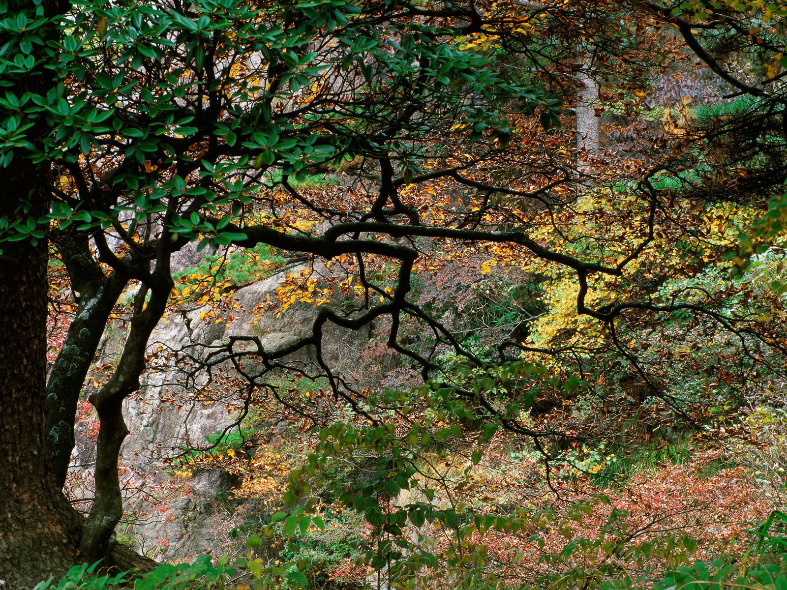 Huang Shan by Olivier Föllmi - Limited Edition. Edition of: 100. Signed.