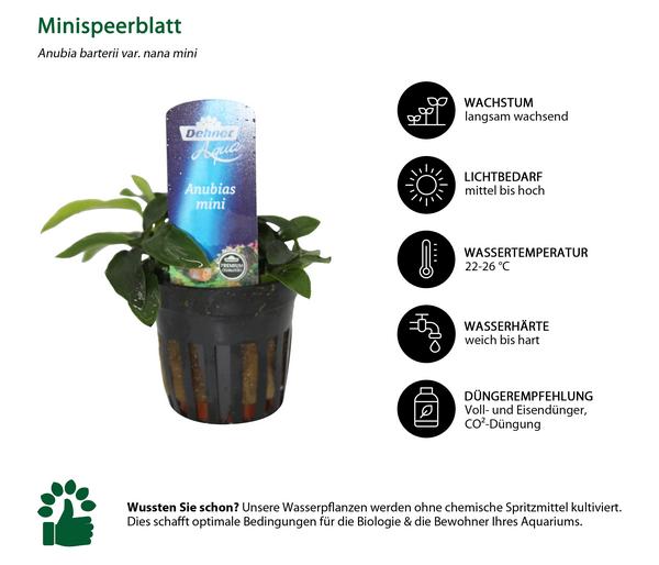 Dehner Aqua Aquarienpflanzen-Set für
