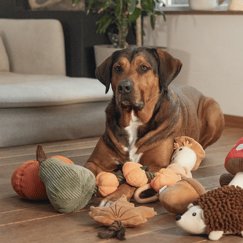 Beeztees Pompoen Koba Herfst Knuffel Hond | 20147