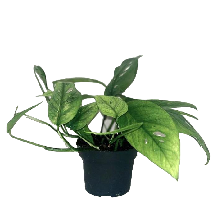 Plante d'intérieur - epipremnum cebu blue 20.0cm