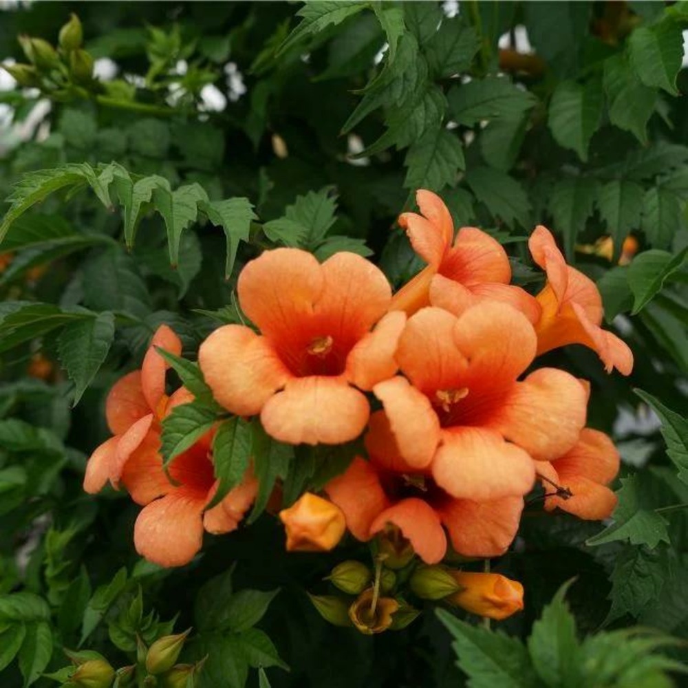 Bignone 'indian summer® 'kudian' - campsis tagliabuana 3l