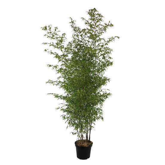 Bambou moyen phyllostachys aureosulcata 'Aureocaulis' 150/200 :pot 20L