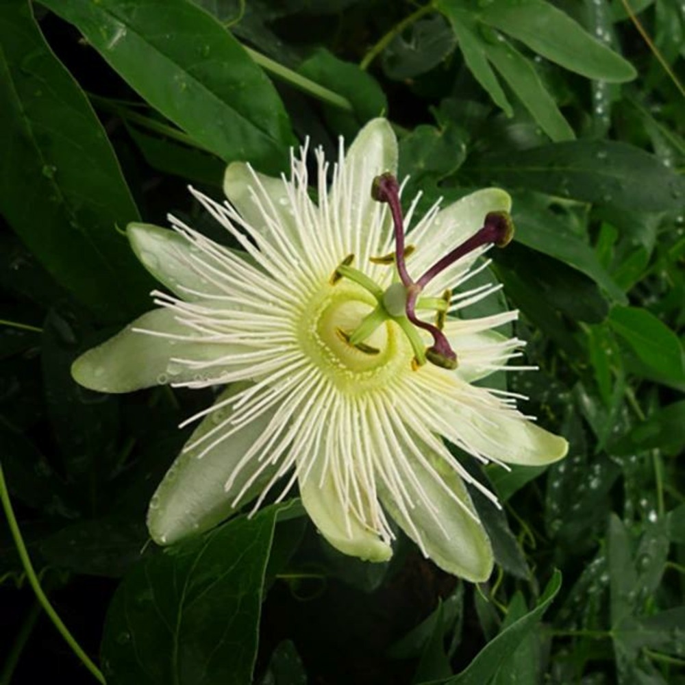 Passiflore 'constance elliot' - passiflora caerulea 3l